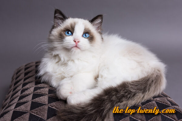 Ragdoll katze beliebte Katzenrasse